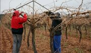 بسته توصیه‌های جهاد کشاورزی برای کاهش خسارت سرما در باغات آذربایجان‌غربی