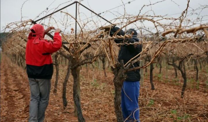 بسته توصیه‌های جهاد کشاورزی برای کاهش خسارت سرما در باغات آذربایجان‌غربی