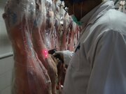 استحصال بیش از  ۵۷  هزار تن گوشت در کشتارگاه‌های استان مرکزی