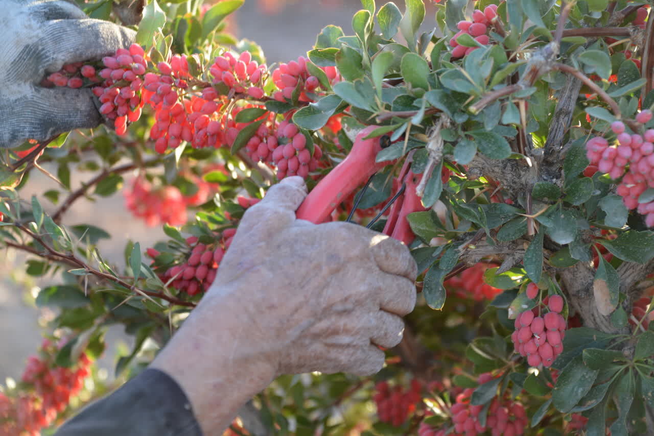 از گلابگیری تا گرهگشایی فرهنگی/ روایت کانون فاطمیون که اقتصاد را مردمی کرد