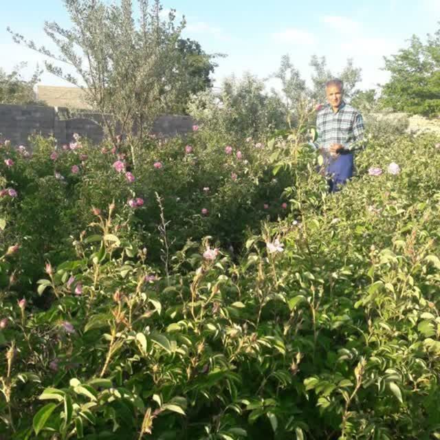 از گلابگیری تا گرهگشایی فرهنگی/ روایت کانون فاطمیون که اقتصاد را مردمی کرد