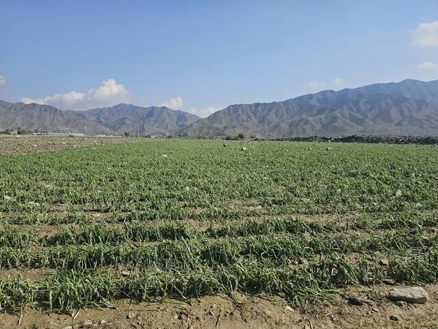 سیل به ۶ هزار هکتار از مزارع هرمزگان خسارت وارد کرد