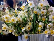 ۲۴ هزار شاخه گل‌ نرگس بهبهان، هدیه به زائران سردار دل‌ها
