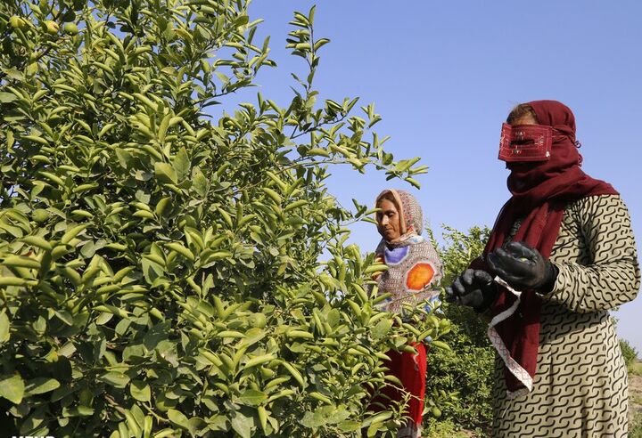 شناسنامه‌دار شدن باغات هرمزگان؛ تحولی بزرگ در شفافیت و صادرات محصولات کشاورزی