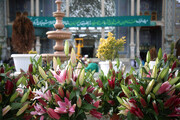 گل‌آرایی صحن‌های حرم بانوی کرامت به مناسبت جشن های شعبانیه