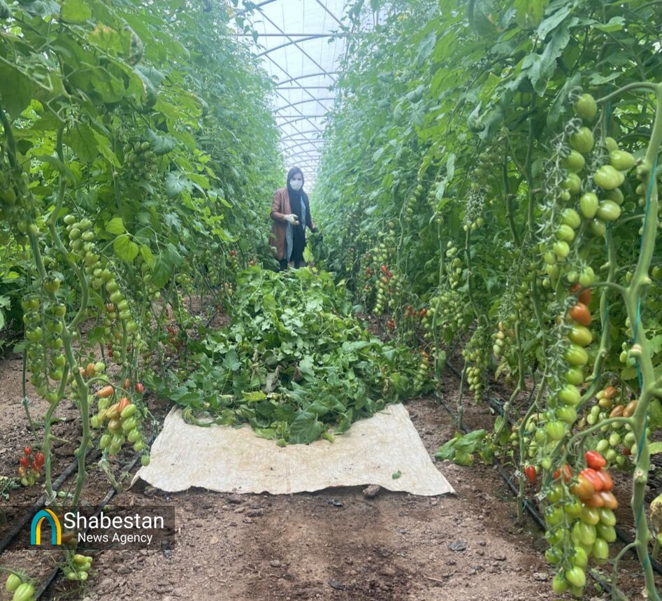 چالش «گاز، قیمت‌گذاری و دلالی» پیش روی صنعت گلخانه‌ای خراسان جنوبی