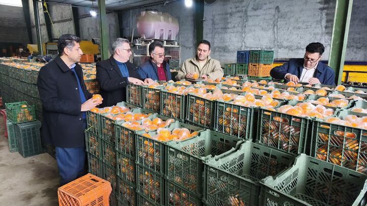 تامین سیب و پرتقال تامسون تنظیم بازار نوروز ۱۴۰۵ و خرمای ماه رمضان در آذربایجان غربی