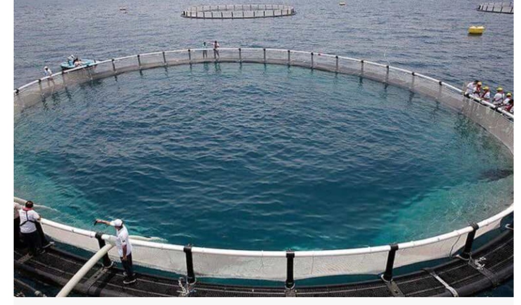 روایت سرمایه‌گذاری اوقاف و اشتغال بومی در آبزیستان/بزرگ‌ترین مزرعه آبزی‌پروری در خلیج فارس