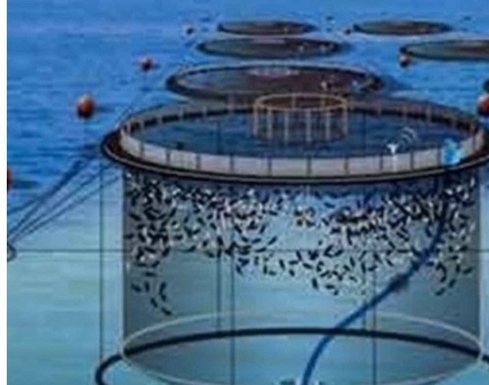 روایت سرمایه‌گذاری اوقاف و اشتغال بومی در آبزیستان/بزرگ‌ترین مزرعه آبزی‌پروری در خلیج فارس