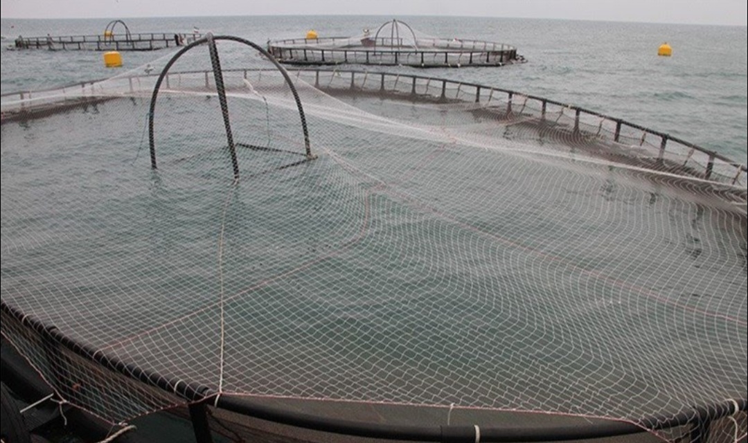 روایت سرمایهگذاری اوقاف و اشتغال بومی در آبزیستان/بزرگترین مزرعه آبزیپروری در خلیج فارس