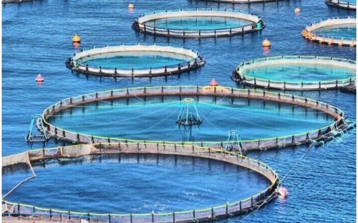 بوشهر در مسیر تبدیل‌ به قطب ملی آبزی‌پروری/میدانداری وقف در اقتصاد دریامحور