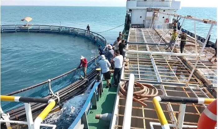 حمایت وقف از آبزی‌پروری در قفس؛ از بومی‌سازی فناوری تا الگوسازی اقتصادی شفاف