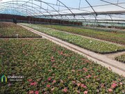 عطر شب‌بوها و اطلسی‌ها در کرمان با افتتاح بزرگترین گلخانه سلولزی جنوب‌شرق کشور