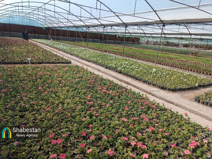 عطر شب‌بوها و اطلسی‌ها در کرمان با افتتاح بزرگترین گلخانه سلولزی جنوب‌شرق کشور