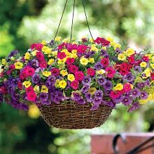 کرمان آکنده از عطر شب‌بوها و اطلسی‌ها با افتتاح بزرگترین گلخانه سلولزی جنوب‌شرق کشور