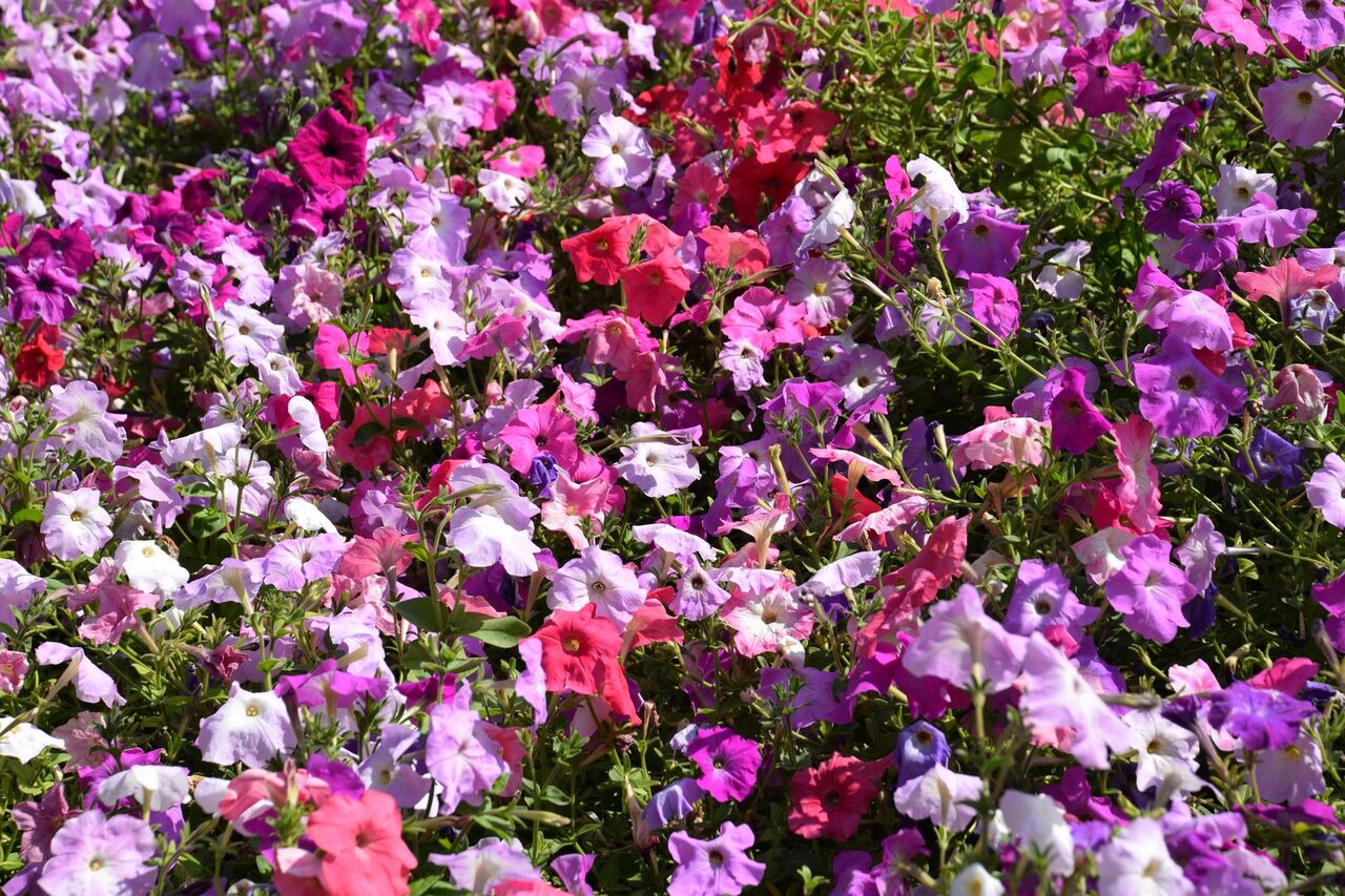 کرمان آکنده از عطر شب‌بوها و اطلسی‌ها با افتتاح بزرگترین گلخانه سلولزی جنوب‌شرق کشور