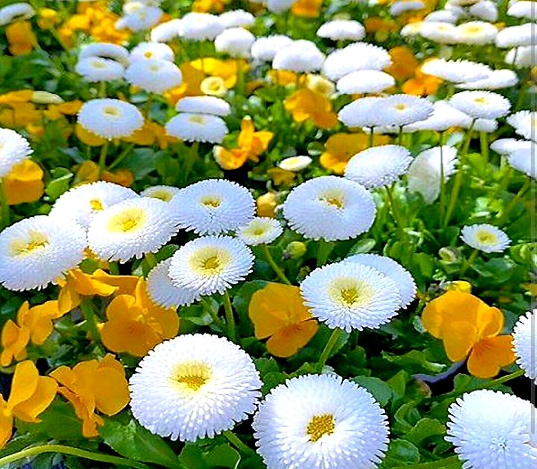 کرمان آکنده از عطر شببوها و اطلسیها با افتتاح بزرگترین گلخانه سلولزی جنوبشرق کشور