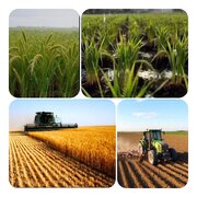 هرمزگان پیشگام در خرید تضمینی گندم از کشاورزان