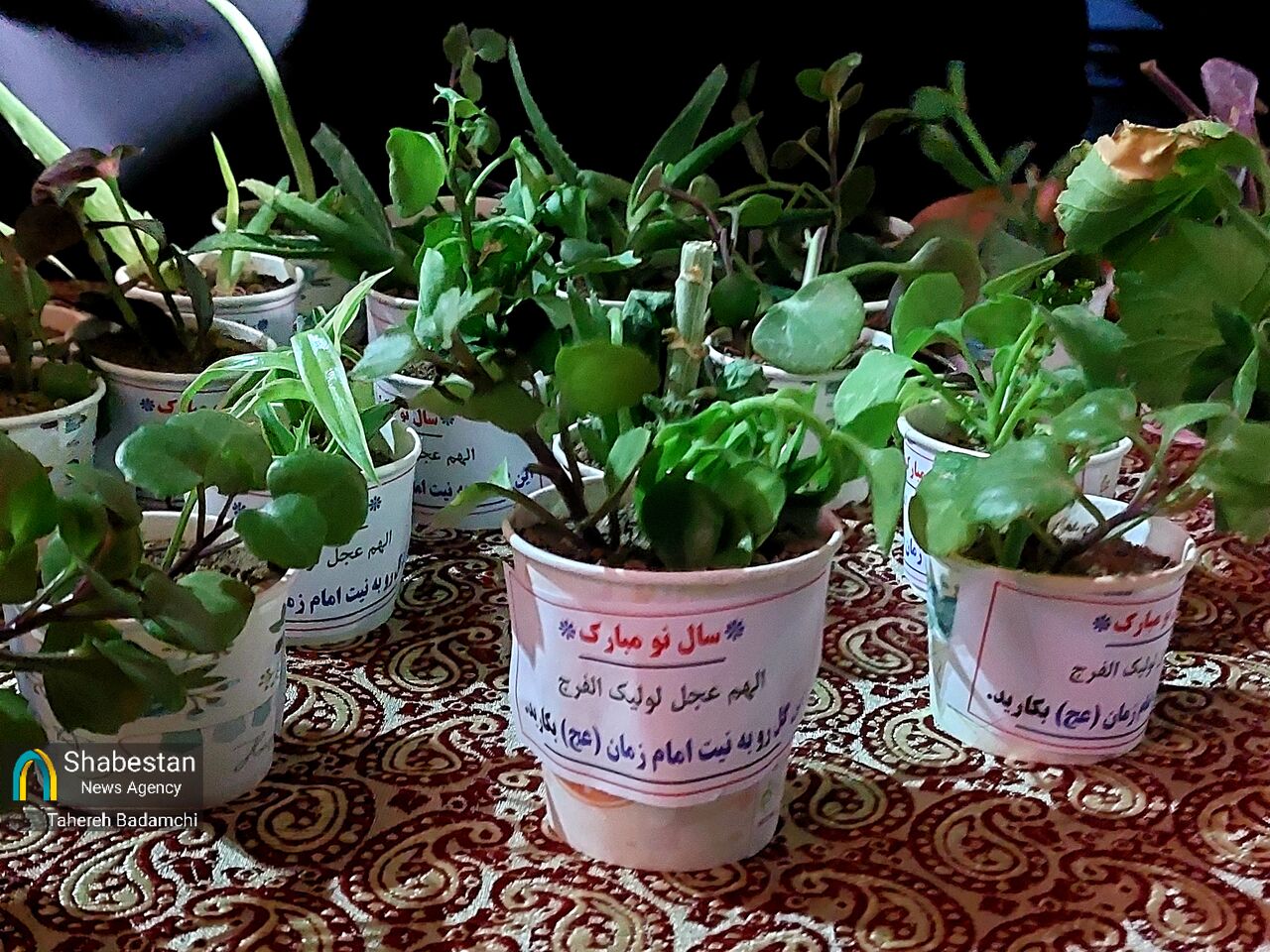 کاشت یک گل به نیت امام زمان/ روایت عهدی دخترانه پای هفتسین مهدوی