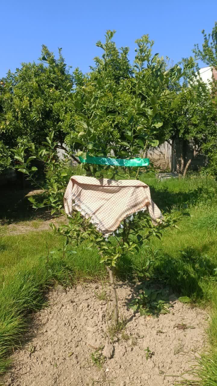 غرس نهال ایمان در روز طبیعت؛ مردم قائم‌شهر به توصیه رهبری نهال کاشتند