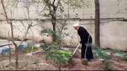 پیوستن رئیس عدلیه به پویش کاشت نهال