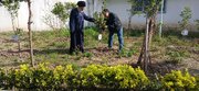 کاشت نهال به عشق آفتاب در مسجد جامع چالوس 