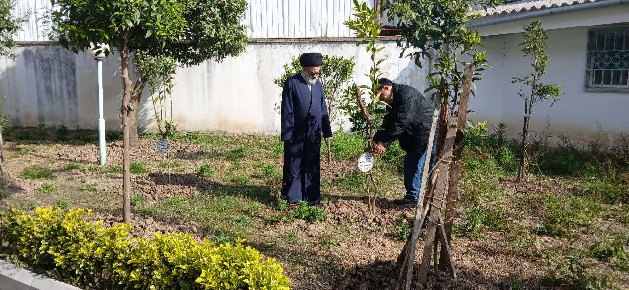 کاشت نهال به عشق آفتاب در مسجد جامع چالوس