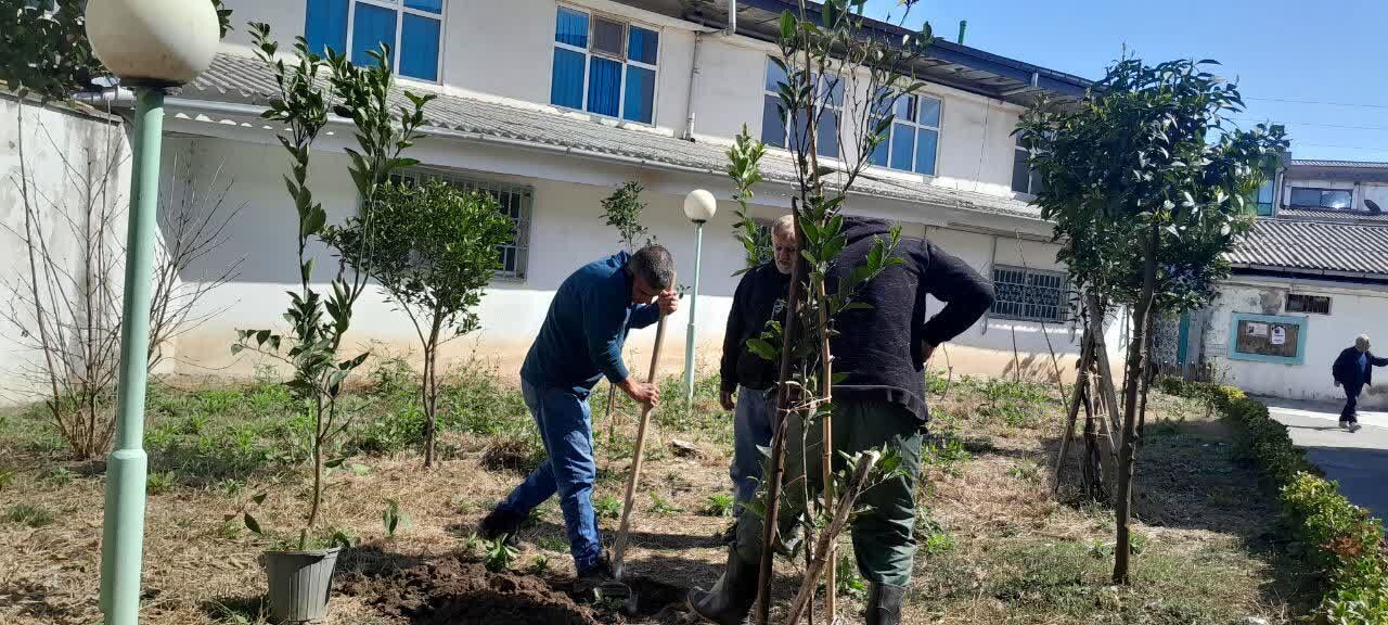 کاشت نهال به عشق آفتاب در مسجد جامع چالوس&nbsp;