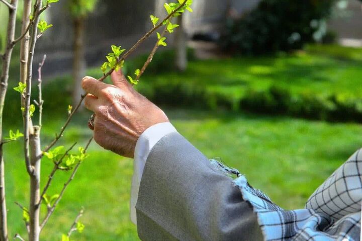 پویش ملی و مردمی درختکاری در منطقه سرنجلکل برگزار می شود