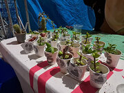 کودکان کانون «محدثه» شیراز به احترام دانش‌آموزان شهید میناب، گلدان‌های امید ساختند