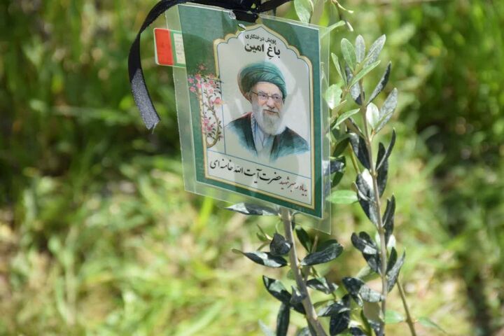 شیراز سبزتر می‌شود؛ نهال‌هایی که با مشارکت مردم در محلات ریشه می‌دوانند