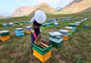 خوی؛ قطب تولید عسل کشور در کانون مبارزه با سموم مخرب/ جهاد کشاورزی در خط مقدم صیانت از زنبورستان‌ها