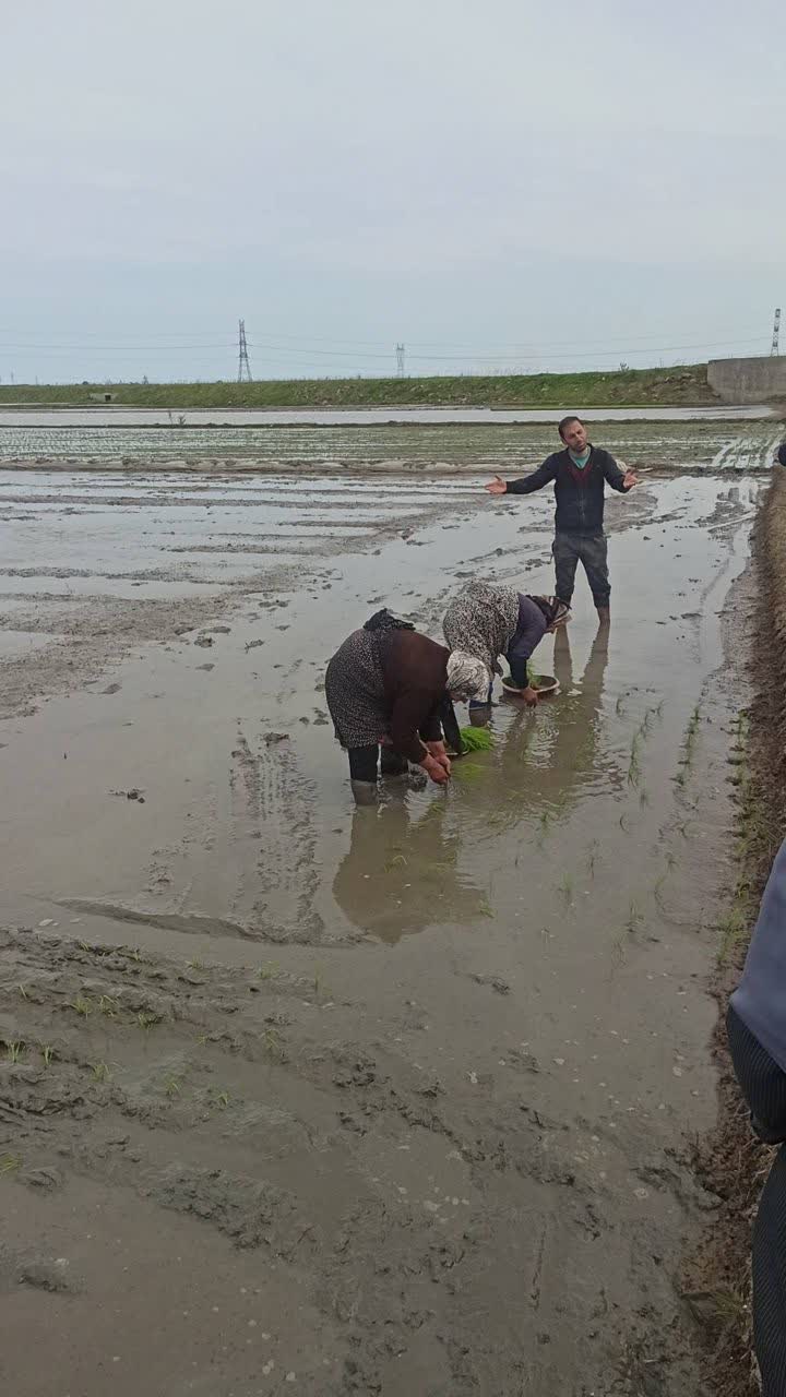 عطر کرامت رضوی در مزارع برنج گیلان