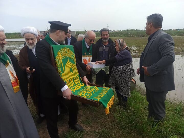 شالیزارهای گیلان عطر حرم گرفت