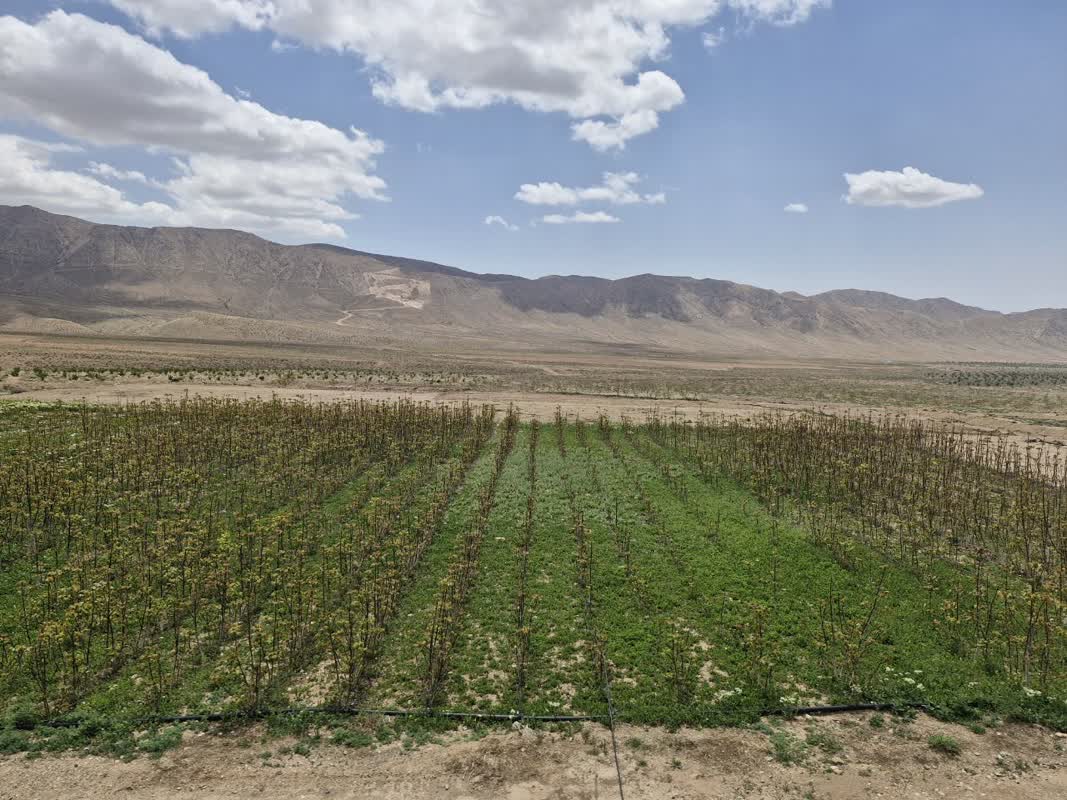 بزرگترین باغ گردوی جهان ۱۰ محصولی می شود