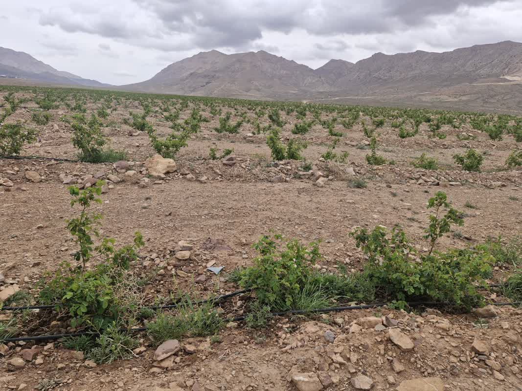 بزرگترین باغ گردوی جهان ۱۰ محصولی می شود