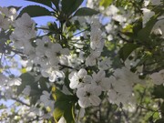 کردستان در آغوش اردیبهشت؛ شکوفه‌هایی که قاب تصویر را به بهشت بدل کرده‌اند