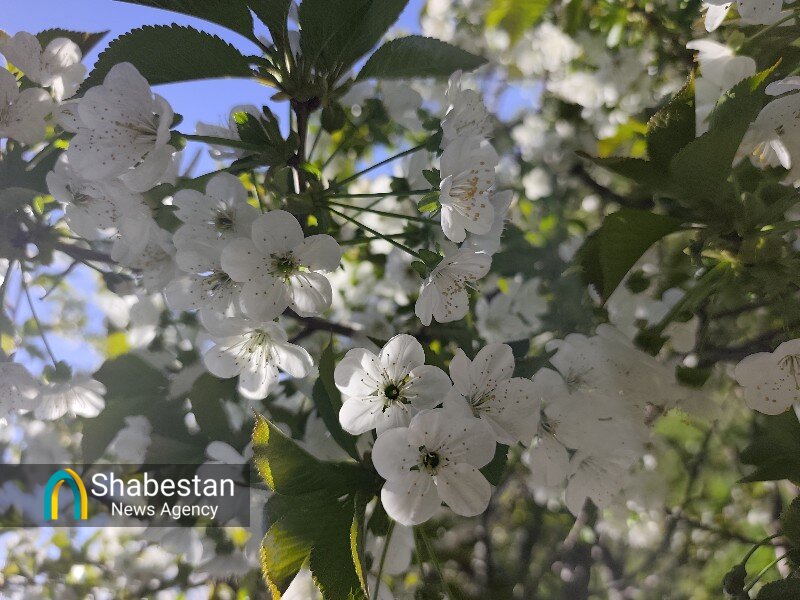 کردستان در آغوش اردیبهشت؛ شکوفه‌هایی که قاب تصویر را به بهشت بدل کرده‌اند