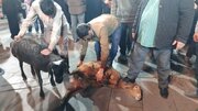 ذبح ۲ گوسفند قربانی بچه‌های مسجد اردبیل همزمان با اجتماع مردم انقلابی