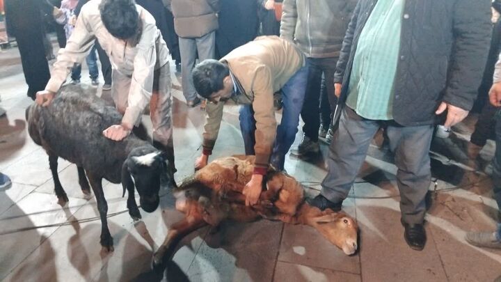 ذبح ۲ گوسفند قربانی بچه‌های مسجد اردبیل همزمان با اجتماع مردم انقلابی