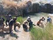 طنین همدلی در افین؛ آیین کهن «بری کردن» ظرفیتی نو برای جهانی‌شدن یک روستا