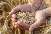 آغاز برداشت گندم در گلستان با پیش‌بینی خرید بیش از یک میلیون تن