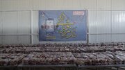 آغاز توزیع گوشت نذر قربانی میان نیازمندان توسط کمیته امداد کرمانشاه