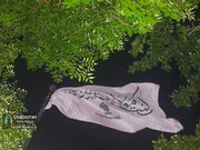 لحظاتی دیدنی از آئین برافراشتن پرچم حرم مطهر امیرالمؤمنین علی علیه‌السلام در کرمان