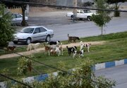 فعالیت ۱۵ اکیپ شهرداری برای جمع‌آوری سگ‌های بلاصاحب در پایتخت