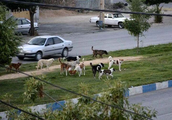 فعالیت ۱۵ اکیپ شهرداری برای جمع‌آوری سگ‌های بلاصاحب در پایتخت