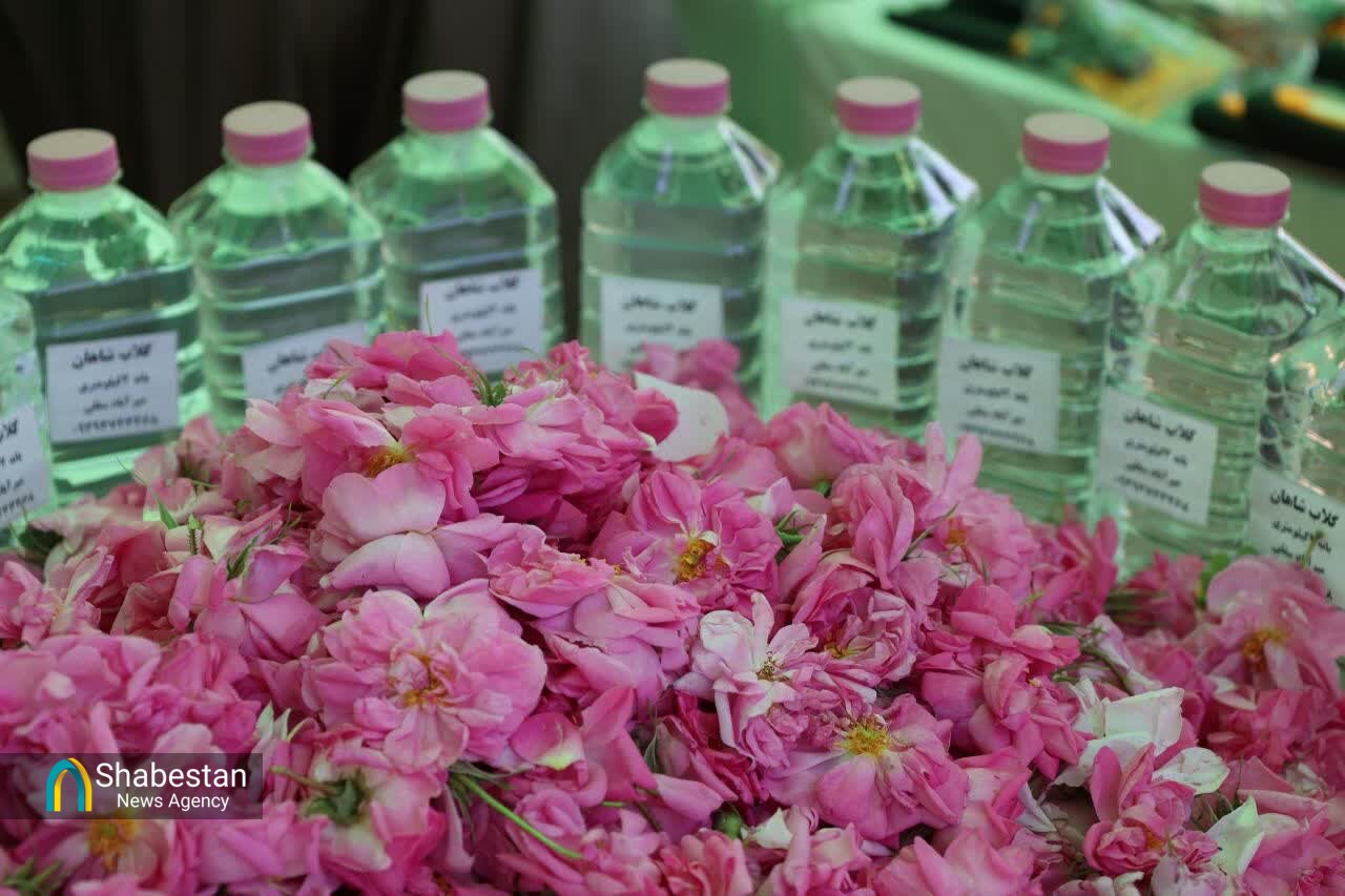 عطر گل محمدی در شرگه بانه پیچید؛ گردشگران مهمان آیین گلاب‌گیری شدند