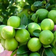هرمزگان قطب مهم تولید لیموترش کشور / پیش بینی برداشت ۳۰۰ هزار تن محصول لیموترش در استان هرمزگان