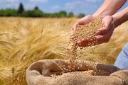 جمع‌آوری ۱۶۷ میلیارد ریال زکات در ایلام طی ۴ ماه نخست سال