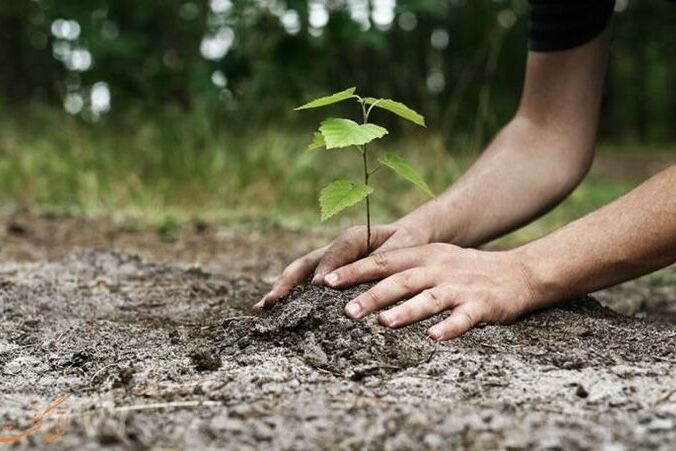 تولید نهال در گلستان از مرز ۵ میلیون اصله گذشت